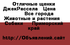 Отличные щенки ДжекРассела › Цена ­ 50 000 - Все города Животные и растения » Собаки   . Приморский край